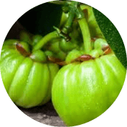 garcinia